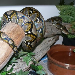 retic 016.jpg