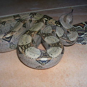 serpiente 009.jpg