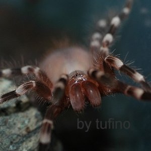 geniculata bea..JPG