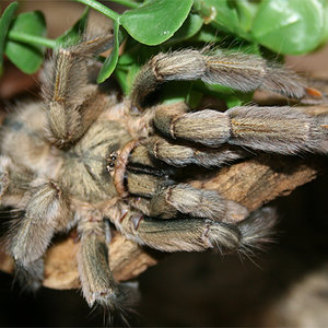 Psalmopoeus-cambridgeicanon.jpg