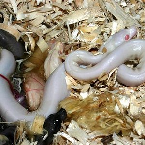 Supermotleyalbino1 (Small).jpg