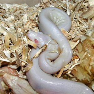 Supermotleyalbino2 (Small).jpg