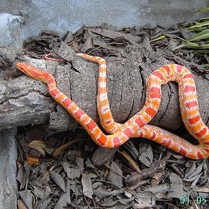 fluorescent orange reverse okeete 1.jpg