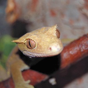 racodactilus ciliatus1.JPG