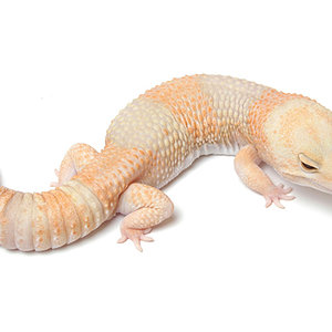 albino_1[1].jpg