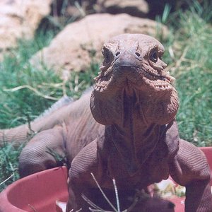 cyclura.jpg