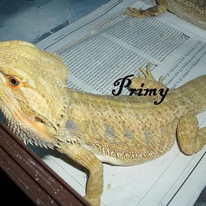 pogona macho sept 07.JPG