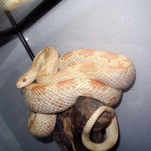 Pituophis melanoleucus snow .JPG