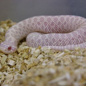 snow_hognose1-med.jpg