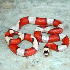 Tri-Colored Hypo Honduran.jpg