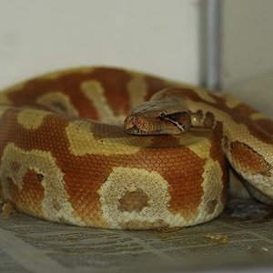 Python brongersmai albino.jpg