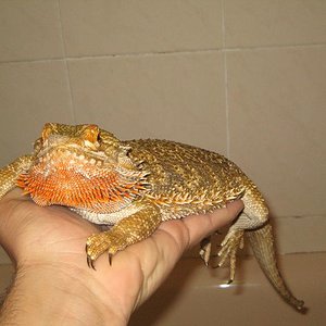 pogona macho reprod red.JPG