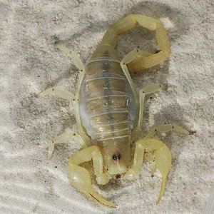 Smeringurus mesaensis.JPG