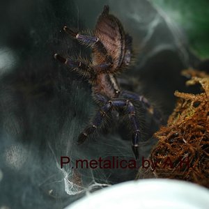 P.metalica.JPG