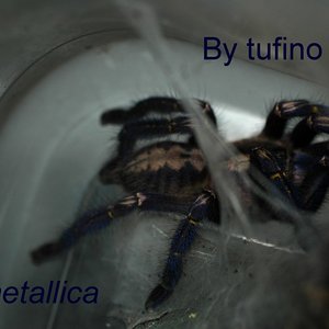 P.metallica.jpg