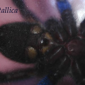 Poecilotheria metallica.2.JPG