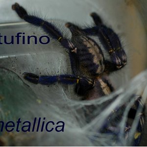 P.metallica1.JPG