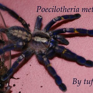 Poecilotheria metallica.3.JPG