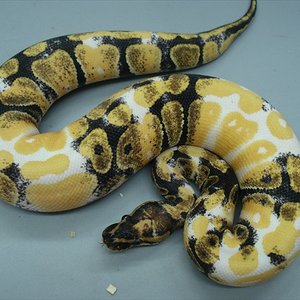 BallPythonMorph.jpg