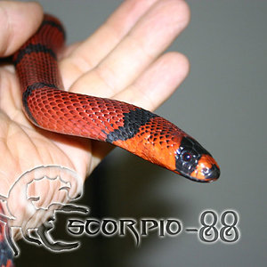 Lampropeltis triangulum honduriensis tangerina.jpg