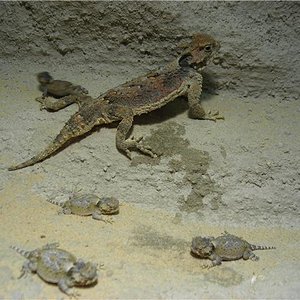 phrynosoma recien nacidos.2jpg.jpg