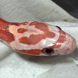 motley hypo cabeza.jpg