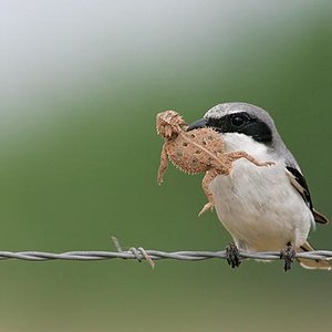 loggerhead%20shrike.jpg