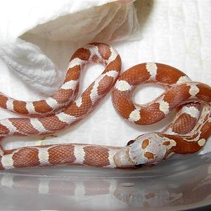 blood red ambar baby.jpg