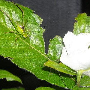 tn_Stilpnochlora couloniana (52).JPG