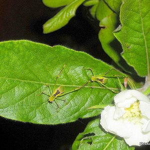 tn_Stilpnochlora couloniana (54).JPG