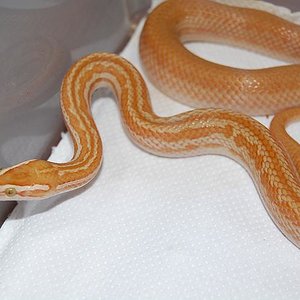 lamprophis albina ..JPG