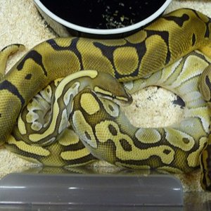 WOMA LESSER 3.JPG