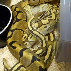 WOMA LESSER 2.JPG