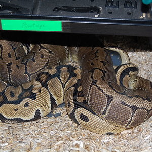 pastel het ghost x pinstripe 22-12-09.....JPG