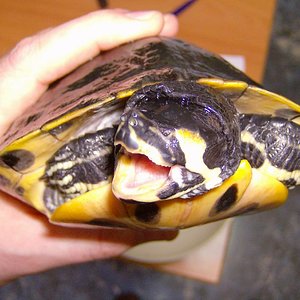 Trachemys scripta scripta - Teri 46.jpg