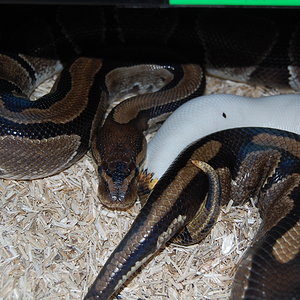 Pied X nomianl 2. 31-12-09-.JPG