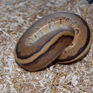 genetic striped hembra ..JPG