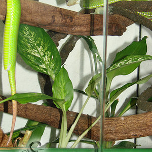 Trimeresurus albolabris (1).jpg