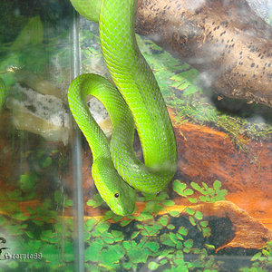 Trimeresurus albolabris (6).jpg