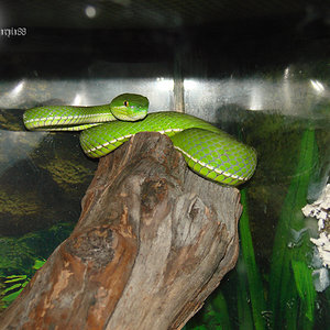 Trimeresurus albolabris (7).jpg