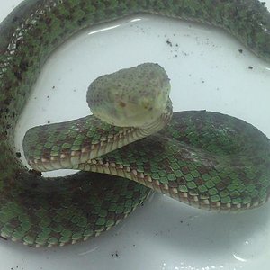 Trimeresurus Venustus..JPG