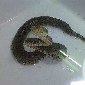 Trimeresurus venustus.JPG