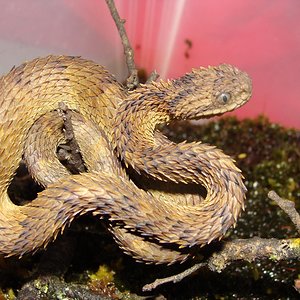 atheris his..jpg