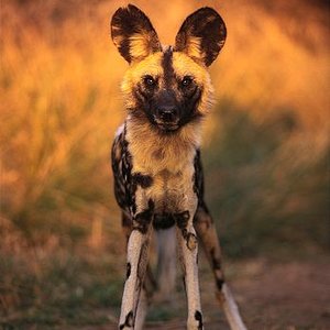 African-wild-dog.jpg