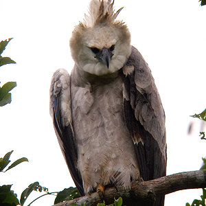 Harpy Eagle copy.jpg