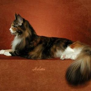 maine-coon-cat-gold.jpg