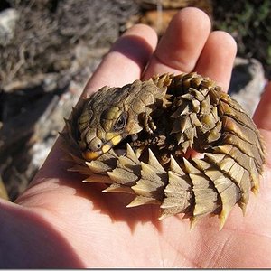 armadillo-gridled-lizard.jpg