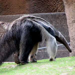 anteater.jpg