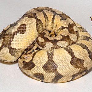 34e_tiger_pastel_adult_female_1750g_11-10-med.jpg