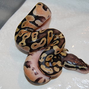 pastel 1 _ 14-6-2011 (pastel het ghost X normal ) (2).JPG